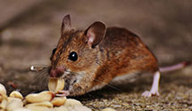 24 Hour & Emergency Exterminators in Pines Lake, NJ